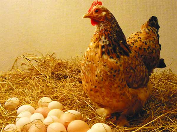 Ngủ mơ thấy gà đẻ trứng là điềm gì? Đánh số gì may mắn?