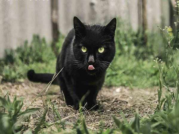 Nằm mơ thấy mèo đen là điềm gì? Đánh lô đề con gì trúng lớn?