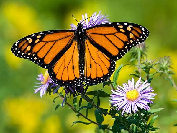 Nằm mơ thấy con bướm số mấy, dự báo điềm may hay rủi?
